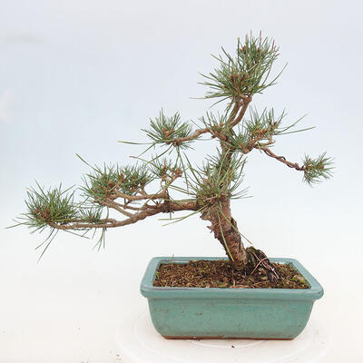 Vonkajšie bonsai - Pinus Sylvestris - Borovica lesná - 3