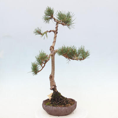 Vonkajšie bonsai - Pinus Sylvestris - Borovica lesná - 3