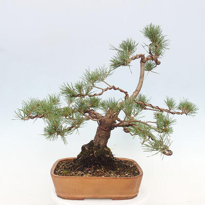 Vonkajšie bonsai - Pinus Sylvestris - Borovica lesná - 3