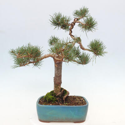 Vonkajšie bonsai - Pinus Sylvestris - Borovica lesná - 3