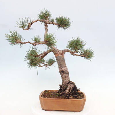 Vonkajšie bonsai - Pinus Sylvestris - Borovica lesná - 3