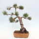 Vonkajšie bonsai - Pinus Sylvestris - Borovica lesná - 3/4