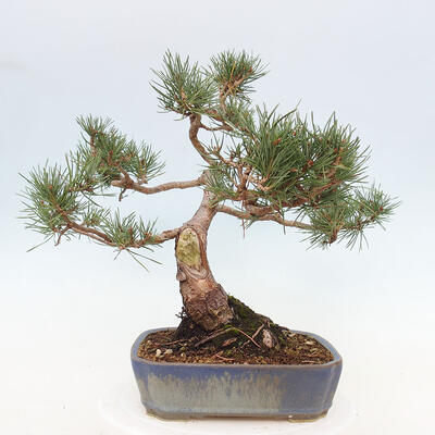 Vonkajšie bonsai - Pinus Sylvestris - Borovica lesná - 3