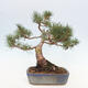 Vonkajšie bonsai - Pinus Sylvestris - Borovica lesná - 3/4