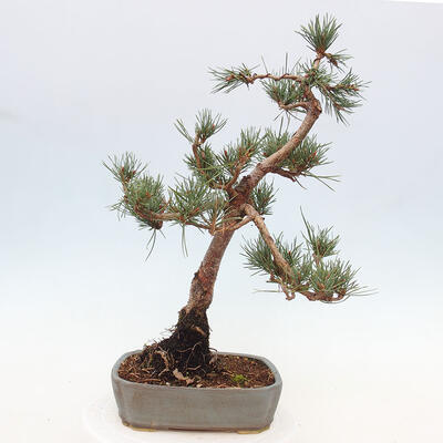 Vonkajšie bonsai - Pinus Sylvestris - Borovica lesná - 3