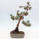 Vonkajšie bonsai - Pinus Sylvestris - Borovica lesná - 3/4