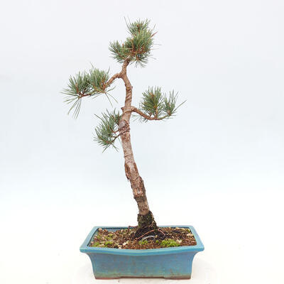 Vonkajšie bonsai - Pinus Sylvestris - Borovica lesná - 3