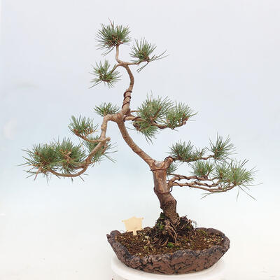 Vonkajšie bonsai - Pinus Sylvestris - Borovica lesná - 3