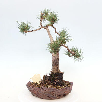 Vonkajšie bonsai - Pinus Sylvestris - Borovica lesná - 3