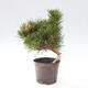 Vonkajší bonsai - Pinus thunbergii - Borovica thunbergova - 3/6