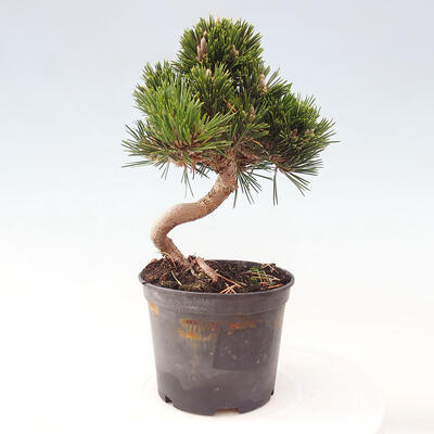 Vonkajší bonsai - Pinus thunbergii - Borovica thunbergova - 3