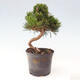 Vonkajší bonsai - Pinus thunbergii - Borovica thunbergova - 3/6