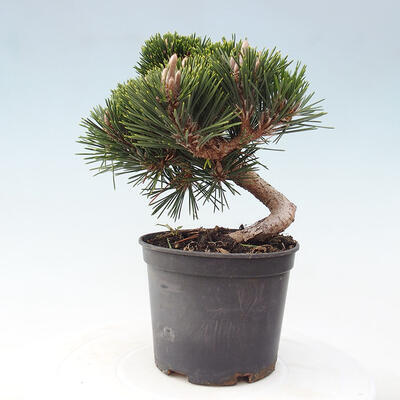 Vonkajší bonsai - Pinus thunbergii - Borovica thunbergova - 3