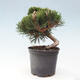 Vonkajší bonsai - Pinus thunbergii - Borovica thunbergova - 3/6