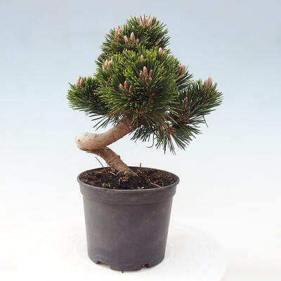 Vonkajší bonsai - Pinus thunbergii - Borovica thunbergova - 3