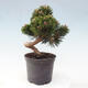 Vonkajší bonsai - Pinus thunbergii - Borovica thunbergova - 3/6