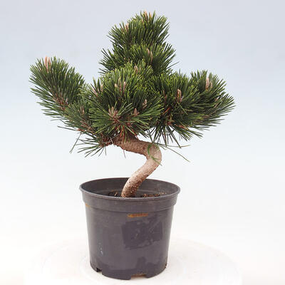 Vonkajší bonsai - Pinus thunbergii senjyumaru - Borovica thunbergova - 3