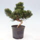 Vonkajší bonsai - Pinus thunbergii senjyumaru - Borovica thunbergova - 3/6