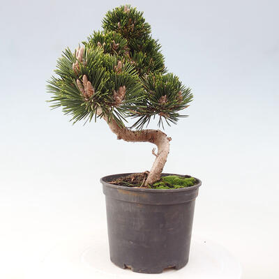 Vonkajší bonsai - Pinus thunbergii - Borovica thunbergova - 3