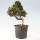 Vonkajší bonsai - Pinus thunbergii - Borovica thunbergova - 3/6