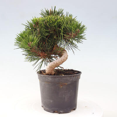 Vonkajší bonsai - Pinus thunbergii - Borovica thunbergova - 3