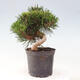 Vonkajší bonsai - Pinus thunbergii - Borovica thunbergova - 3/6