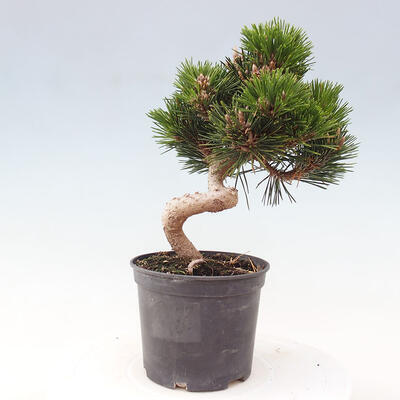 Vonkajší bonsai - Pinus thunbergii senjyumaru - Borovica thunbergova - 3