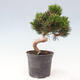 Vonkajší bonsai - Pinus thunbergii senjyumaru - Borovica thunbergova - 3/6