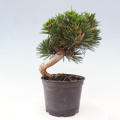 Vonkajší bonsai - Pinus thunbergii - Borovica thunbergova - 3