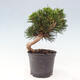 Vonkajší bonsai - Pinus thunbergii - Borovica thunbergova - 3/6