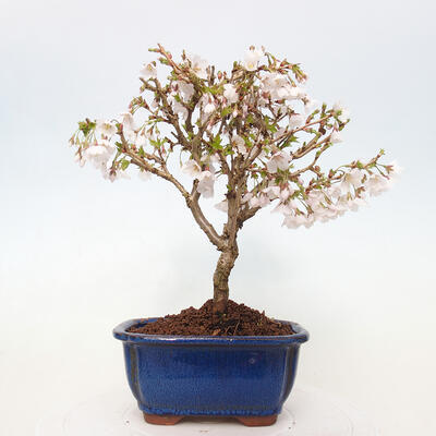 Vonkajší bonsai - Prunus incisa Kojou-no mai-Slivoň vyrezaná - 3