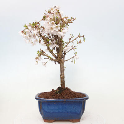 Vonkajší bonsai - Prunus incisa Kojou-no mai-Slivoň vyrezaná - 3