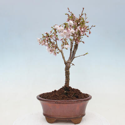 Vonkajší bonsai - Prunus incisa Kojou-no mai-Slivoň vyrezaná - 3