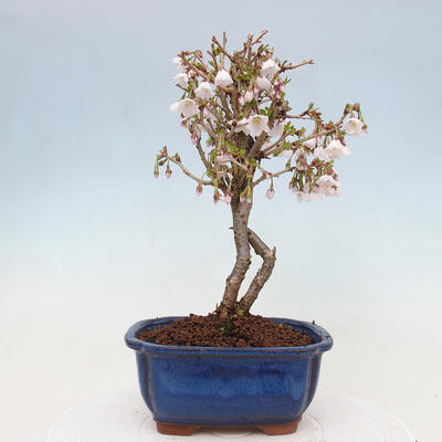 Vonkajší bonsai - Prunus incisa Kojou-no mai-Slivoň vyrezaná - 3