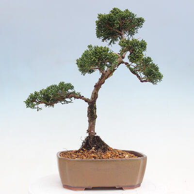 Vonkajšie bonsai - Juniperus chinensis Kishu -Jalovec čínsky - 3