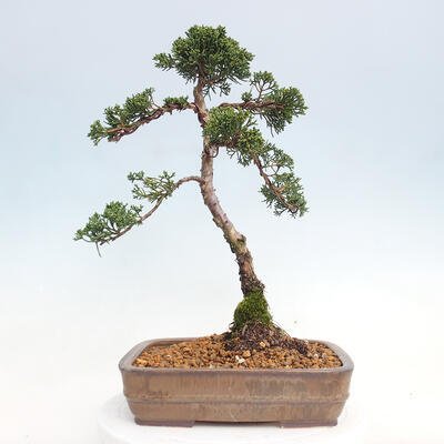 Vonkajšie bonsai - Juniperus chinensis Kishu -Jalovec čínsky - 3