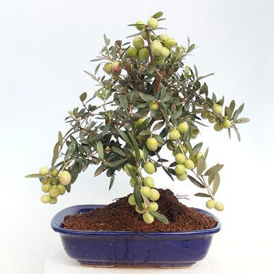 Izbová bonsai - Olea europaea -Oliva európska - 3