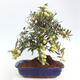 Izbová bonsai - Olea europaea -Oliva európska - 3/5