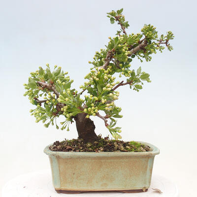 Vonkajší bonsai - Malus sergentiu - Maloplodá jabloň - 3