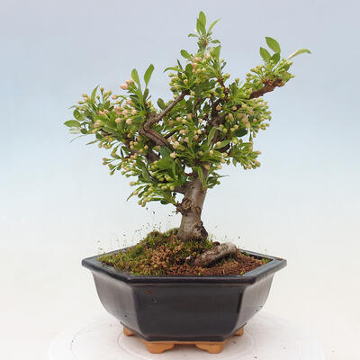 Vonkajší bonsai - Malus sergentiu - Maloplodá jabloň - 3