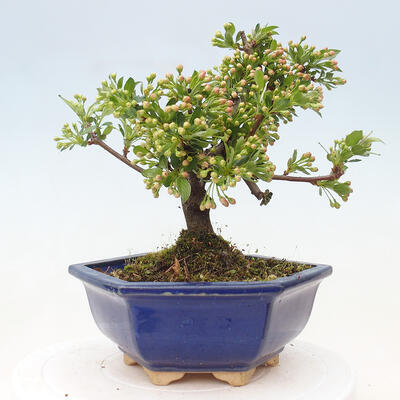 Vonkajší bonsai - Malus sergentiu - Maloplodá jabloň - 3