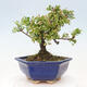 Vonkajší bonsai - Malus sergentiu - Maloplodá jabloň - 3/7