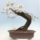Vonkajší bonsai - Prunus spinosa - trnka - 3/6
