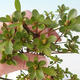 Vonkajšie bonsai - Rhododendron sp. - Azalka ružová - 3/3