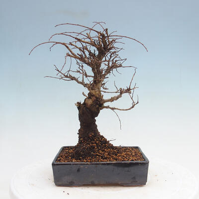 Vonkajšie bonsai - Zelkova - Zelkova Nirom - 3