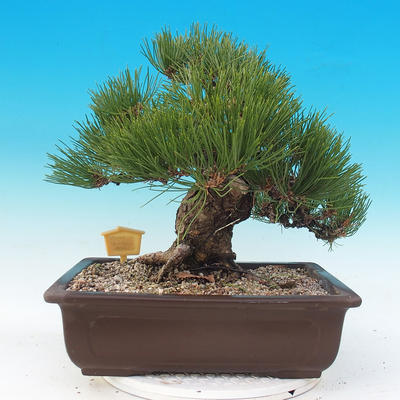 Vonkajšie bonsai - Pinus thunbergii - Borovica thunbergova - 3