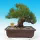 Vonkajšie bonsai - Pinus thunbergii - Borovica thunbergova - 3/5