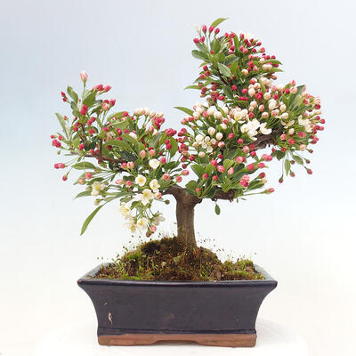 Vonkajší bonsai - Malus sergentiu - Maloplodá jabloň - 3