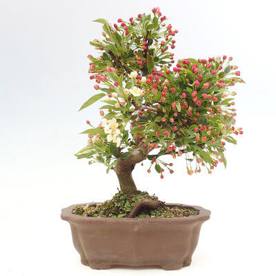 Vonkajší bonsai - Malus sergentiu - Maloplodá jabloň - 3