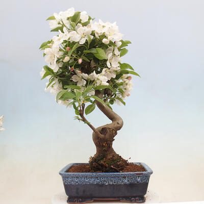 Vonkajší bonsai -Malus halliana - Maloplodá jabloň - 3